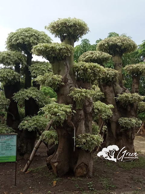 Jual Bonsai Randu Varigata Putih di Brebes | Harga Bonsai Randu Varigata Murah Langsung Dari Petani