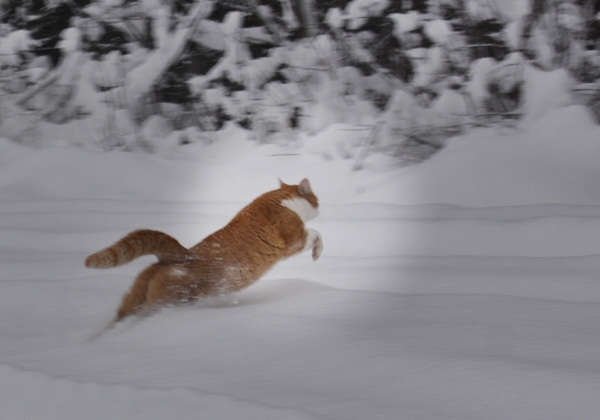 pusekatt kattepus katt pus