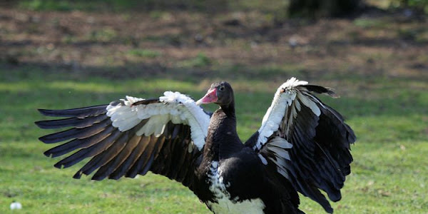 Spur-winged Goose