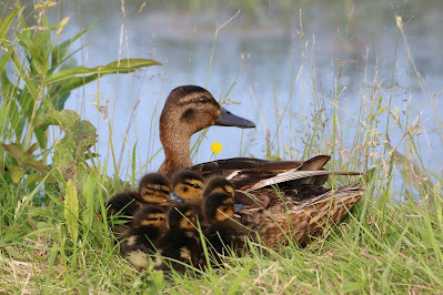 Wilde Eend - Wylde Ein - Anas platyrhynchos