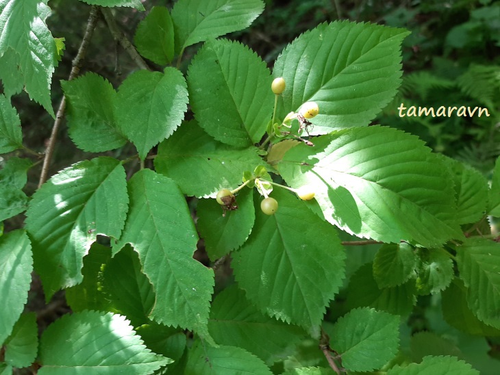 Вишня Максимовича / Черёмуха Максимовича (Cerasus maximowiczii, =Prunus maximowiczii, =Padus maximowiczii)