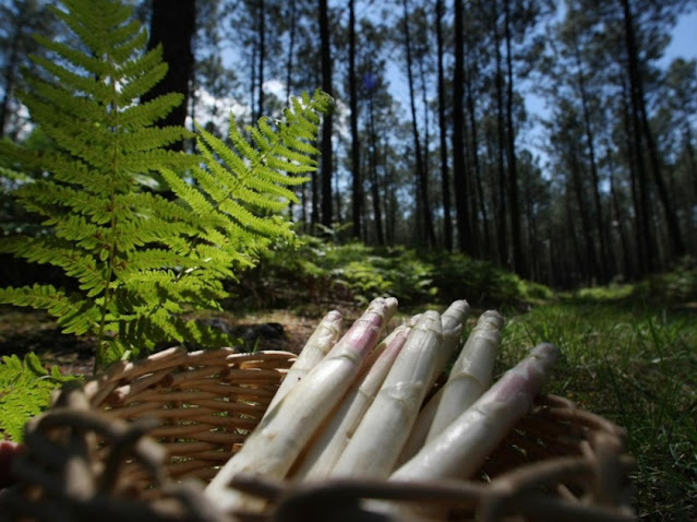 Asperge des Sables des Landes