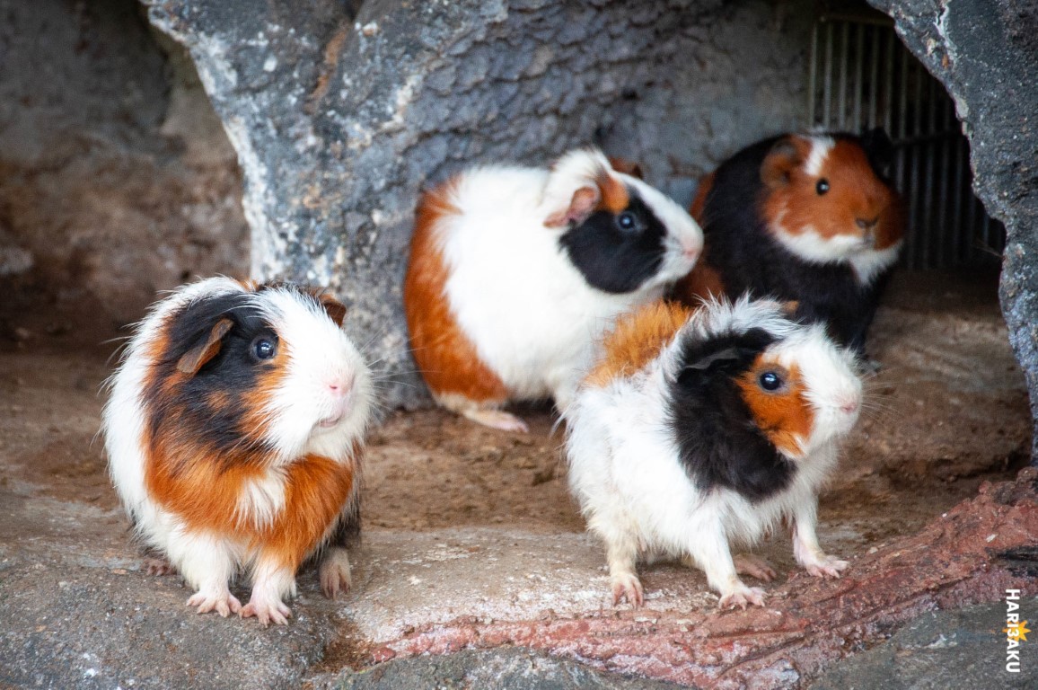 Hamster di Children's World Zoo Negara