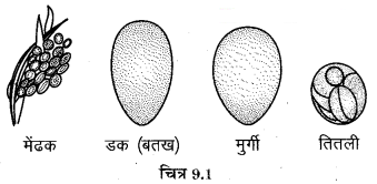 Solutions Class 8 विज्ञान Chapter- 9 (जंतुओं में जनन)