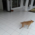 Anjing Berkeliaran di Kantor Dinas Pertanian Deli Serdang