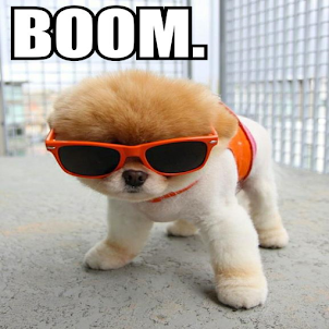 Look At My Stylish Dog