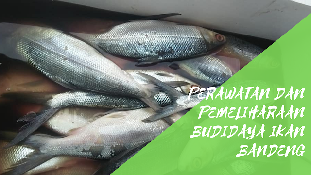 Perawatan dan Pemeliharaan Dalam Budidaya Ikan Bandeng