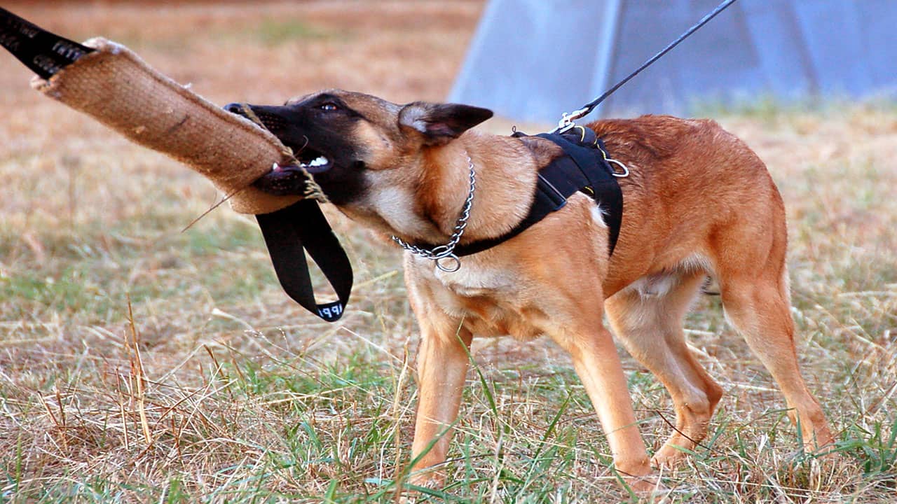 Berger malinois