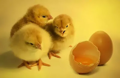 पहले मुर्गी आई या अंडा आया, पहले मुर्गी आई या अंडा आया बताइए, पहले मुर्गी आई या अंडा बताओ, पहले मुर्गी आई या फिर अंडा, सबसे पहले मुर्गी आई या अंडा