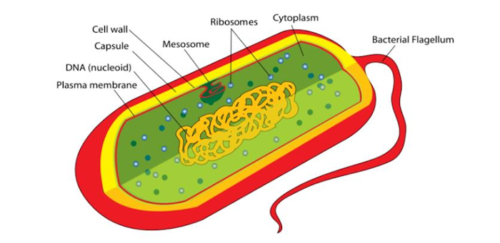 Genetic organization of Eukaryotes and Prokaryotes