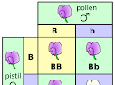 Mendel’s laws of inheritance: Dominance, Segregation, Independent Assortment