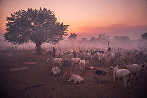 Mundari Cattle Camp at dusk, South Sudan 2023