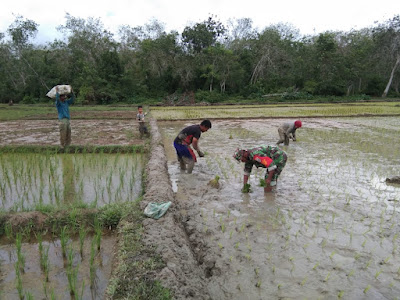 Sukseskan Swasembada Pangan, Babinsa Posramil 06/Bubon Bersama Petani Kompak Tanam Padi