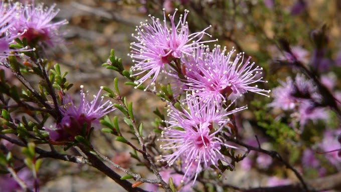 Cvijeće Kunzea Cvjetovi privlače korisne kukce i ptice koje vole nektar.