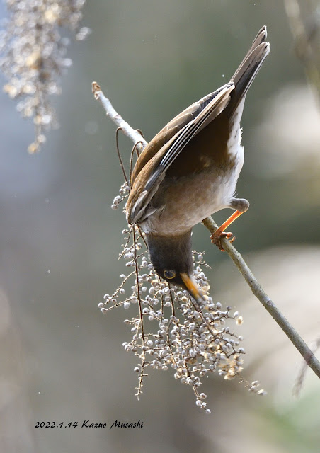 宮城の野鳥