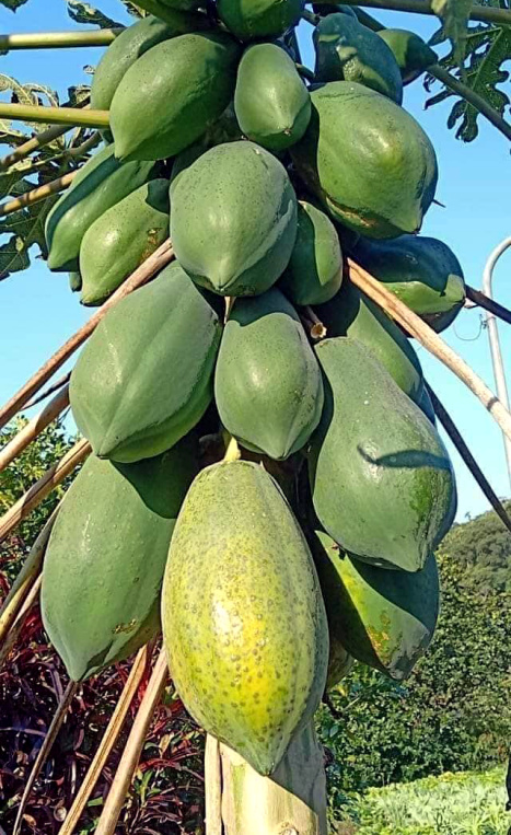 Papaya | Papaya Health Benefits & Nutritional Facts