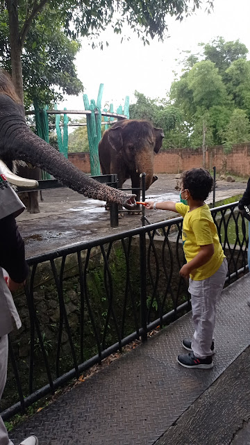 Memberi makan gajah di Batu Secret Zoo