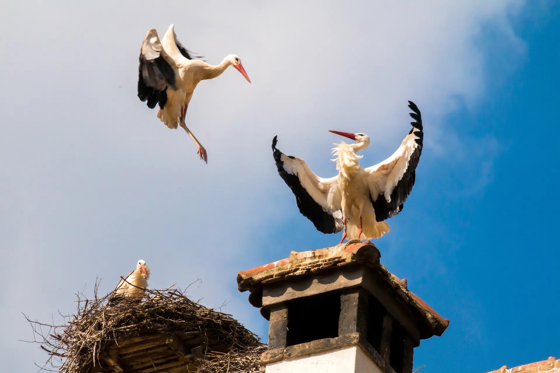 building a nest bird spit sparrow nests removing birds nest moving a birds nest ground nesting birds bird nest at home raptorresource org decorah eagles bald eagle nest decorah eagles north nest peregrine falcon nest bird in vent bald eagles near me birds nesting in chimney eagles nest near me