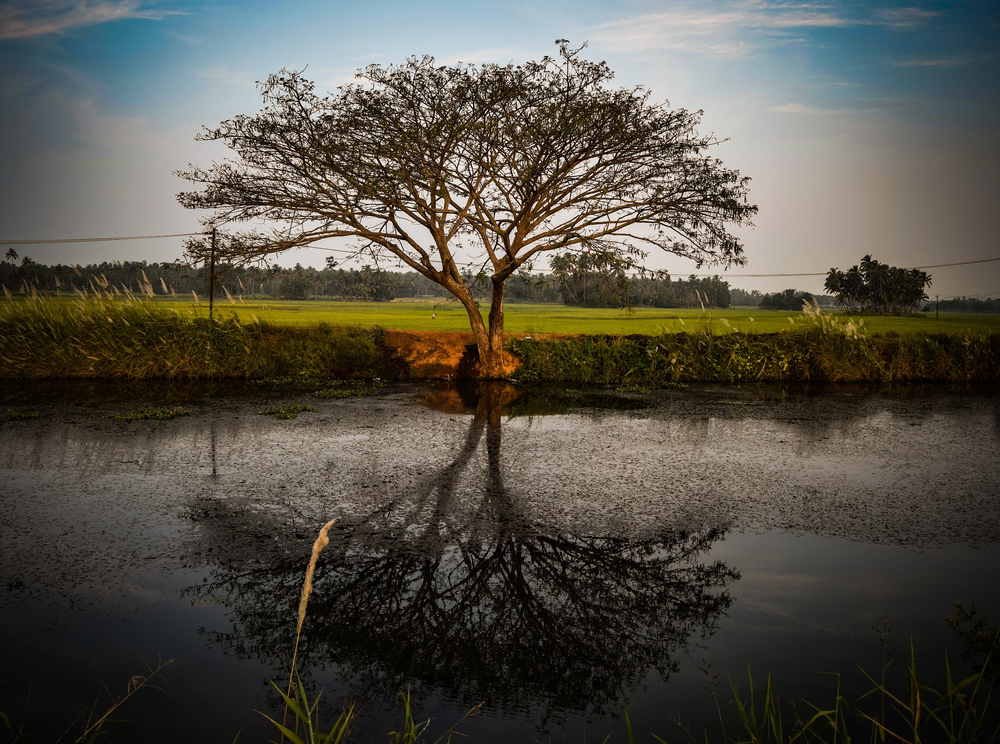 Majestic tree reflecting in still water, symbolizing character and reputation