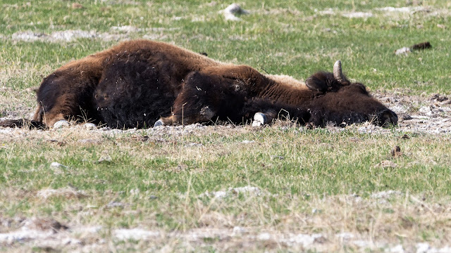 Possibly pregnant Bison at Yellowstone National Park