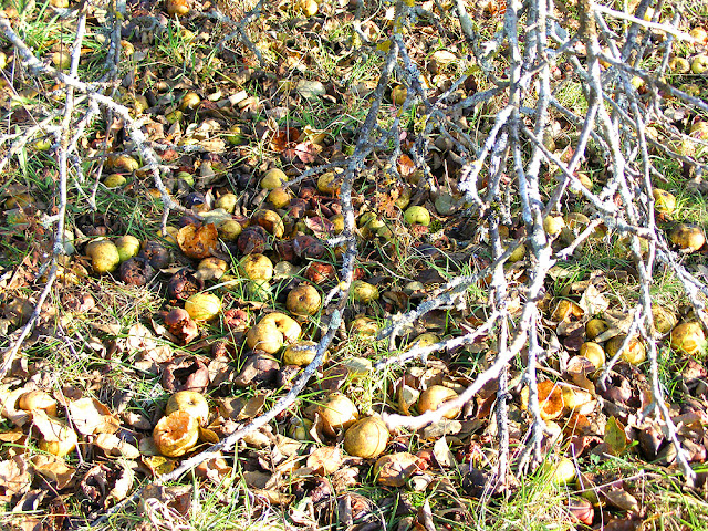 Windfall apples, Indre et Loire, France. Photo by Loire Valley Time Travel.