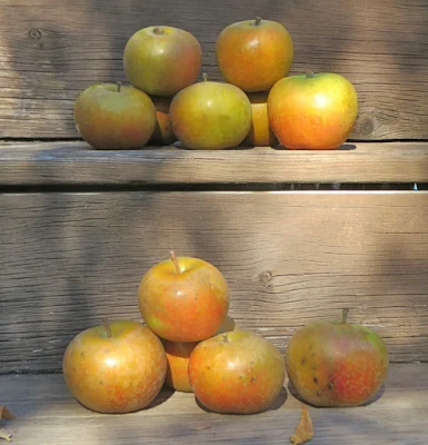Two rows of golden brown apples sitting on worn wooden steps