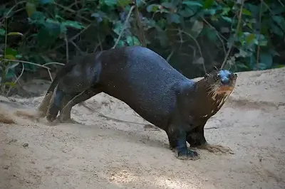 القضاعة العملاقة (Giant otter)