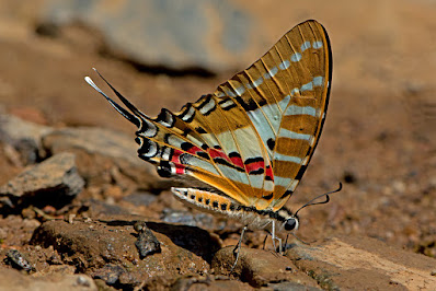 Graphium nomius