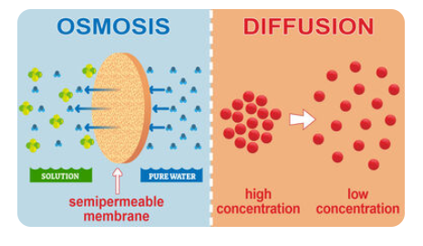 diffusion, osmosis