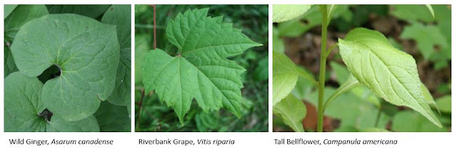 Leaves of wild ginger, riverbank grape and tall bellflower.
