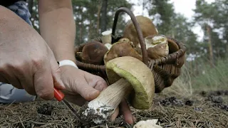 Online mushroom store.