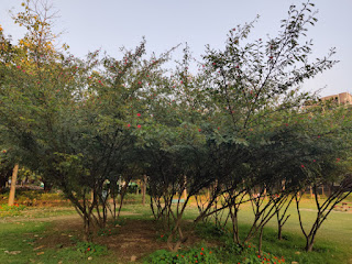 Powder Puff Tree | Calliandra Plant