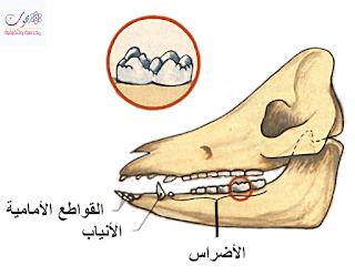 الحيوانات الكالشة,الحيوانات العاشبة,الأحياء,إيقاظ علمي,تصنيف الحيوانات,الحيوانات اللاحمة,