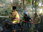 BPBD Aceh Besar Bergerak Cepat, Padamkan Kebakaran Lahan Pinus di Saree