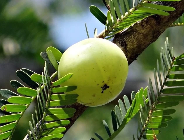  आंवला के उपयोग और स्वस्थ लाभ ।  uses of amla and health benefits in hindi.