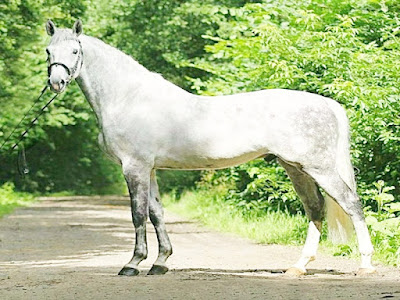 Polish Warmblood Horse