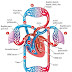 Peredaran Darah Besar dan Peredaran Darah Kecil Pada Manusia