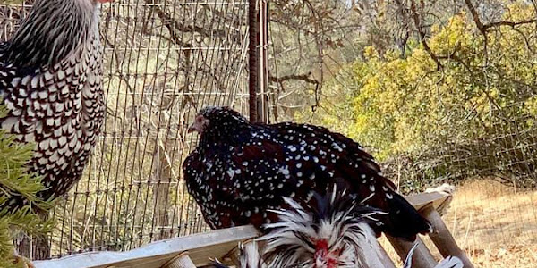 Mottled Houdan Chicken (Gallus gallus domesticus)