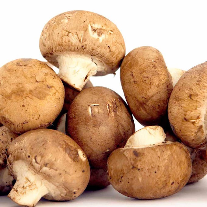 Chestnut Mushroom Grow Kit | Buy Chestnut Mushroom Growing Kit Online | Chestnut Mushroom Growing Kit Exporter