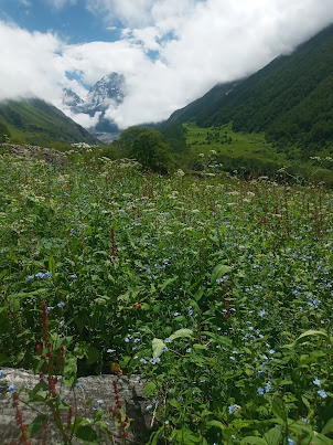 VALLEY OF FLOWERS.