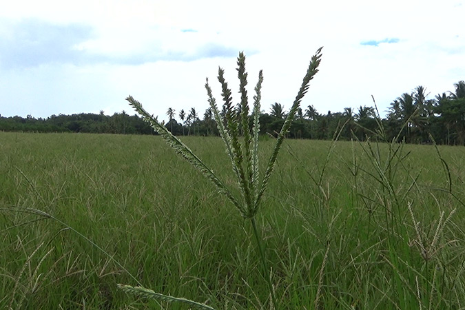 Dlium Goose grass (Eleusine indica)