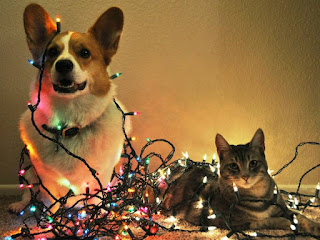 Cómo mantener a tu mascota feliz y saludable en Navidad