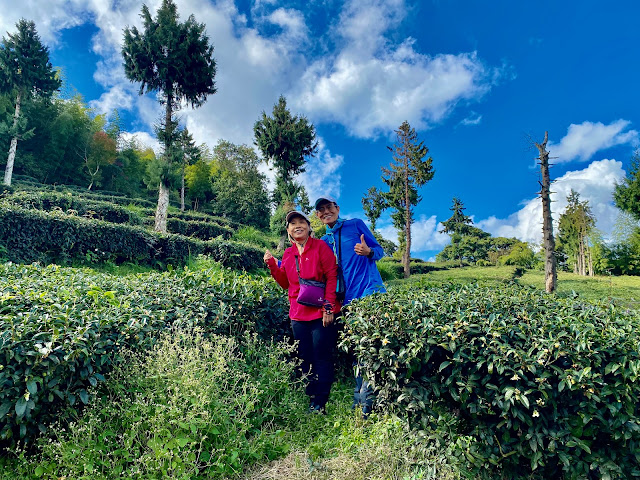 往舊武界越山茶園