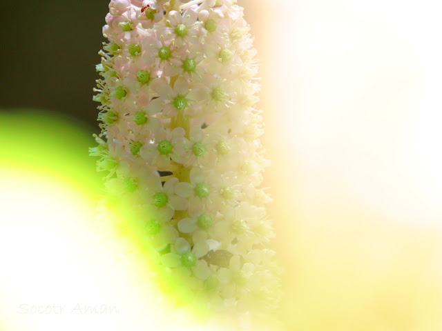 Phytolacca japonica