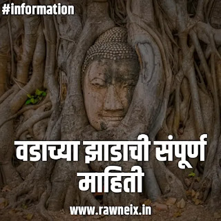 🌳 वडाच्या झाडाची संपूर्ण माहिती - Banyan Tree In Marathi