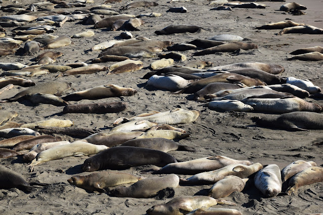 elephant seals of all ages lay on a beach