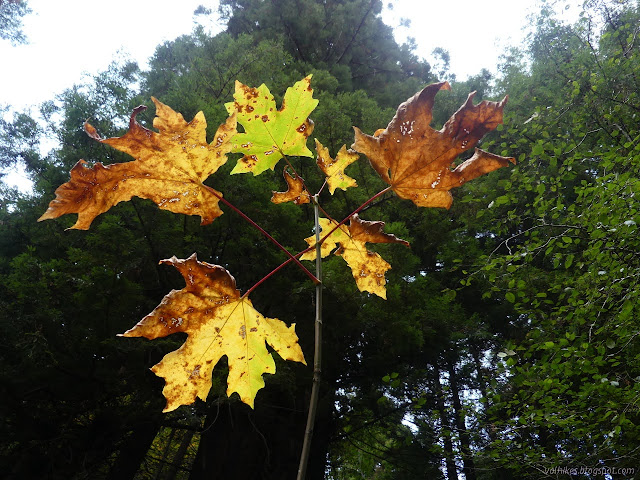 34: yellow and brown leaves