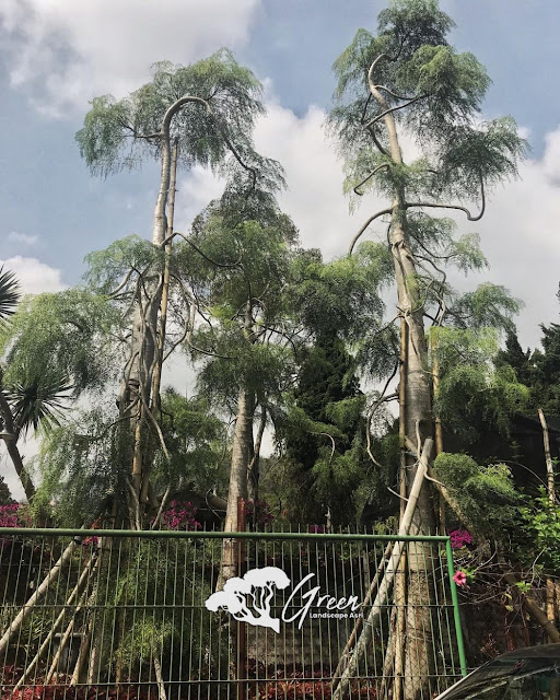 Jual Pohon Kelor Afrika (Moringa) di Banjarnegara | Harga Pohon Kelor Afrika Berbagai Macam Ukuran