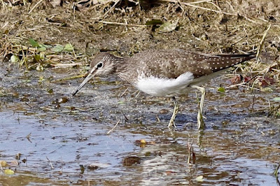 Green Sandpiper