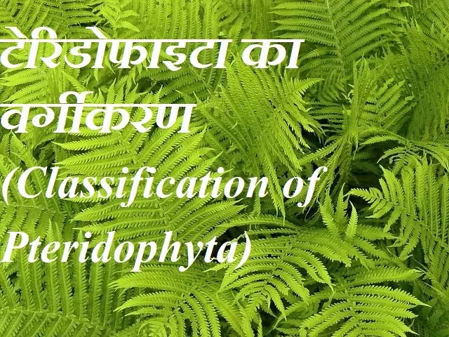 टेरिडोफाइटा का वर्गीकरण (Classification of Pteridophyta)|in hindi